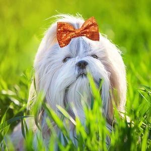 4" Big Dogs Hair Clips for Large Dogs Sequins Hair Side Clips Pet Bowknot Orange